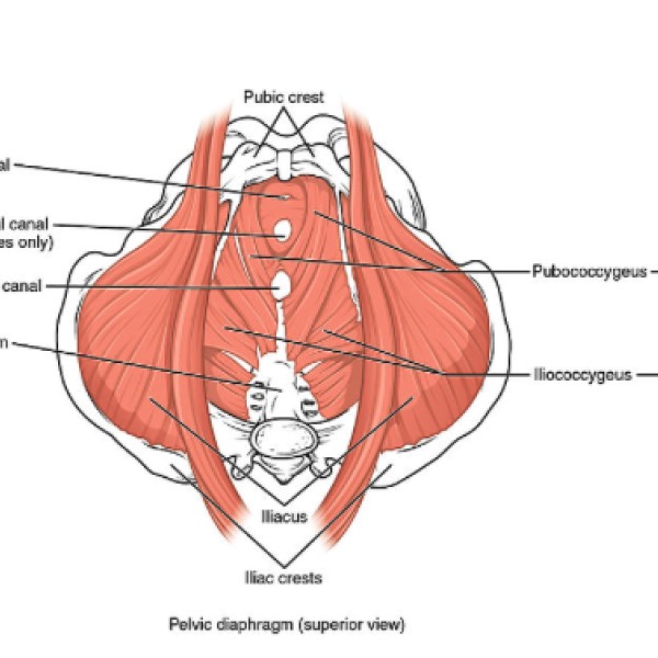 Image for Pelvic Floor Muscle Dysfunction and Pelvic Pain